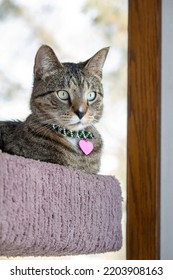 Close Up Portrait View Of A Gray Stripe Tabby Cat Relaxing On The Top Of An Indoor Carpet-lined Cat Tree Looking Towards The Camera