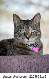 Close Up Portrait View Of A Gray Stripe Tabby Cat Relaxing On The Top Of An Indoor Carpet-lined Cat Tree Looking Towards The Camera