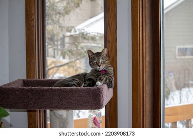 Close Up Portrait View Of A Gray Stripe Tabby Cat Relaxing On The Top Of An Indoor Carpet-lined Cat Tree Looking Towards The Camera