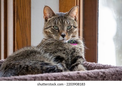 Close Up Portrait View Of A Gray Stripe Tabby Cat Relaxing On The Top Of An Indoor Carpet-lined Cat Tree Looking Towards The Camera