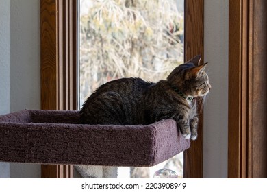 Close Up Portrait View Of A Gray Stripe Tabby Cat Relaxing On The Top Of An Indoor Carpet-lined Cat Tree Looking Out A Nearby Window