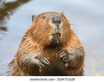 
A close up portrait view of an North American beaver, Quebec, Canada