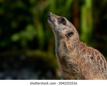 Close Up Portrait Of A Watchfull Meercat With Dark Background. Low Key Photography. No People, With Copyspace. 