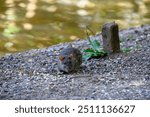 close up portrait of a water rat by the side of a lake with water blurred in the background