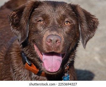 Close up portrait of a wet and sandy chocolate Labrador retriever dog on Del Mar beach in Monterey California. - Shutterstock ID 2253694327