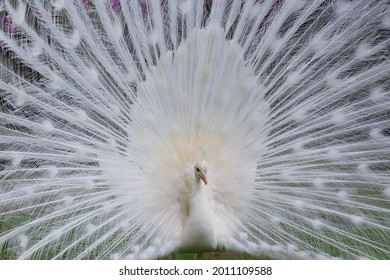 304 Albino peacock opening tail Images, Stock Photos & Vectors ...