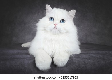 close up portrait of a white fluffy cat with blue eyes 