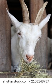 Close Up Portrait Of White Goat Eating Grass. Cute Domestic Animal Close Up Photo.  Livestock Farm. 