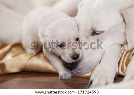 close up portrait of a white labrador retriever mother with puppy