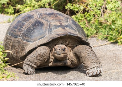 Close Portrait Wild Galapagos Tortoise On Stock Photo 1457025740 ...