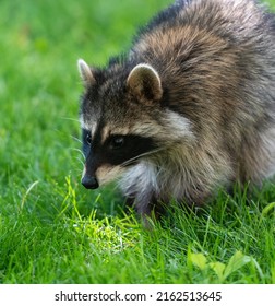 Close Up Portrait Of A Wild, Masked Bandit Raccoon On Green Grass.