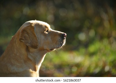 Close Up Portrait Of Yellow Labrador Retriever