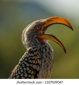 Close Up Portrait Of A Yellow-billed Hornbill With Light Shining Through The Beak Highlighting The Blood Vessels Used For Body Temperature Regulation, South Africa