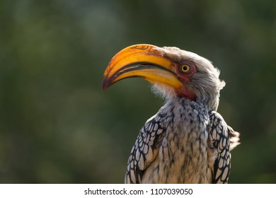 Close Up Portrait Of A Yellow-billed Hornbill With Light Shining Through The Beak Highlighting The Blood Vessels Used For Body Temperature Regulation, South Africa