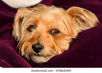 A close up portrait of a yorkie mix dog