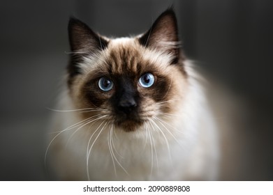 close up portrait of a young ragdoll cat