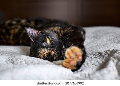 Close up portrait of young tortoiseshell cat lying on the gray blancket in the bedroom. Concept of beautiful pet. Defocused foreground.