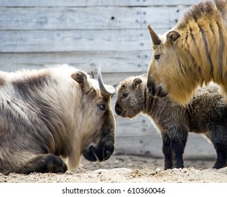 102 Baby goats kissing Images, Stock Photos & Vectors | Shutterstock