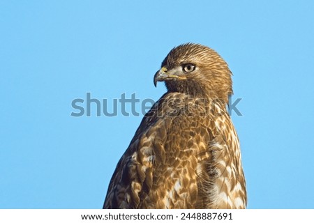 A close up portraiture of a red tailed hawk against a blue sky in eastern Washington.