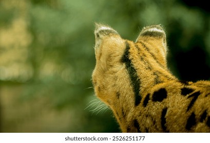 close up portret from African SERVAL Wild Cat looking away in distance with blurred background in evening sunlight - Powered by Shutterstock