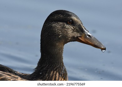 Close Up Portret Of A Female Mallard Or Wild Duck ( Anas Platyrhynchos ) With A Drop  Of Water Under Her Bill.