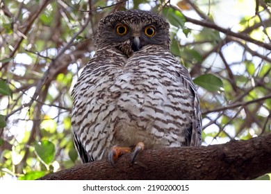 Close Up Portriat Of A Powerful Owl