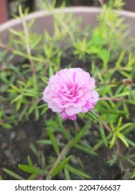 Close Portulaca Flower Scientific Name Portulaca Stock Photo 2204766637 ...