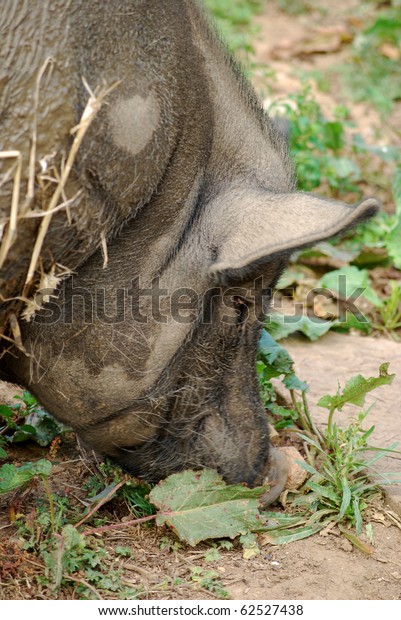 Close Pot Bellied Pig Stock Photo 62527438 | Shutterstock