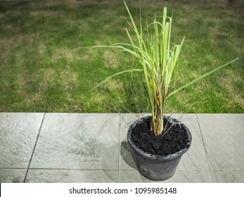 close up of pot planted lemongrass with black ground