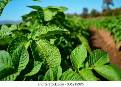 Close Up Of A Potato Crop