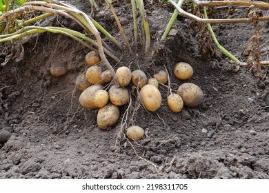 Close Up Of Potato Plant Roots With Tubers On It And Dried Green Plant Parts In An Upper Part Of A Picture. Depiction Of How Potato Plant Is Growing With Carefully Removed Soil Around A Roots.