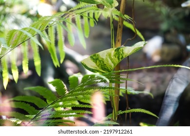 Close Up Of Pothos Leaf With Ferns Vague Surrounding The Leaf