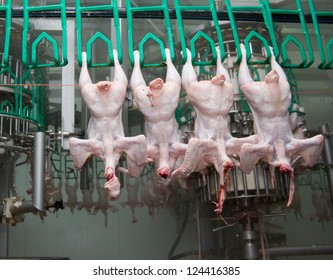 Close up of poultry processing in food industry