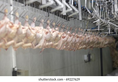 Close Up Of Poultry Processing In Food Industry