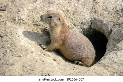 Close Up Of A Prairie Dog In Its Burrow