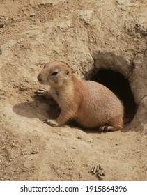 Close Up Of A Prairie Dog In Its Burrow