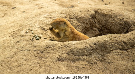 Close Up Of A Prairie Dog In Its Burrow