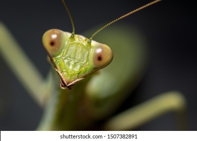 Close up of a Praying Mantis - Powered by Shutterstock