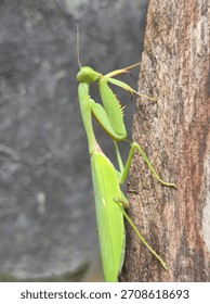close up of praying mantis
