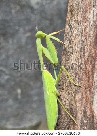 close up of praying mantis