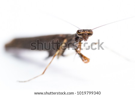 Similar – Image, Stock Photo Praying mantis with long shadows