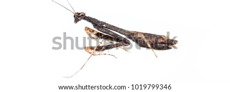 Similar – Image, Stock Photo Praying mantis with long shadows