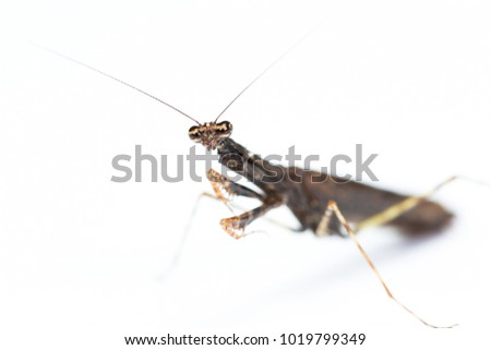 Similar – Image, Stock Photo Praying mantis with long shadows