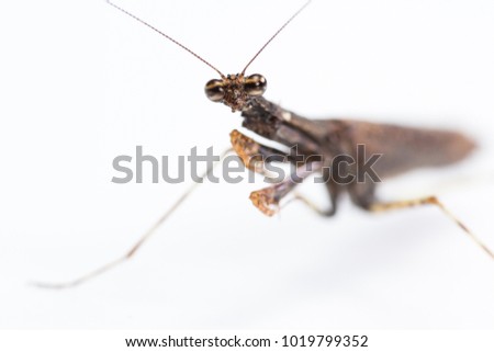 Similar – Image, Stock Photo Praying mantis with long shadows