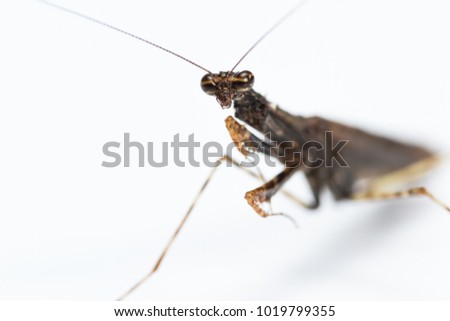 Similar – Image, Stock Photo Praying mantis with long shadows