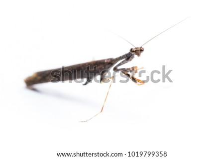 Similar – Image, Stock Photo Praying mantis with long shadows