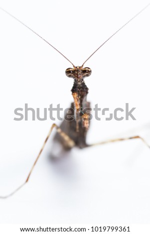 Image, Stock Photo Praying mantis with long shadows