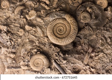 4,240 Prehistoric Snail Images, Stock Photos & Vectors | Shutterstock