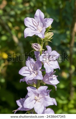close up of pretty purple flowers of campanula pyramidalis the chimney bellflower