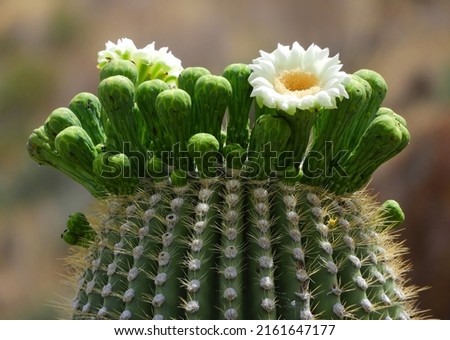 close up of pretty white blossoms in spring on a saguaro cactus in saguaro national park near tucson, arizona